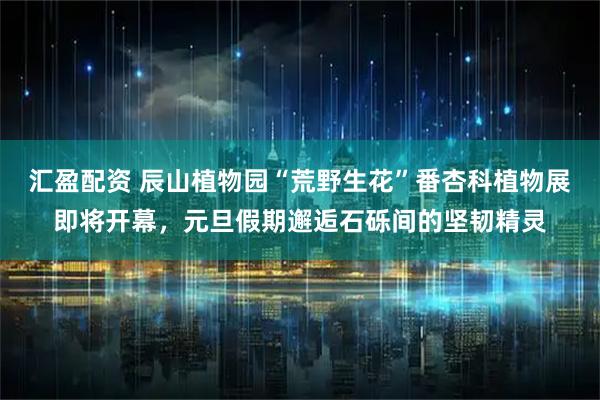 汇盈配资 辰山植物园“荒野生花”番杏科植物展即将开幕，元旦假期邂逅石砾间的坚韧精灵